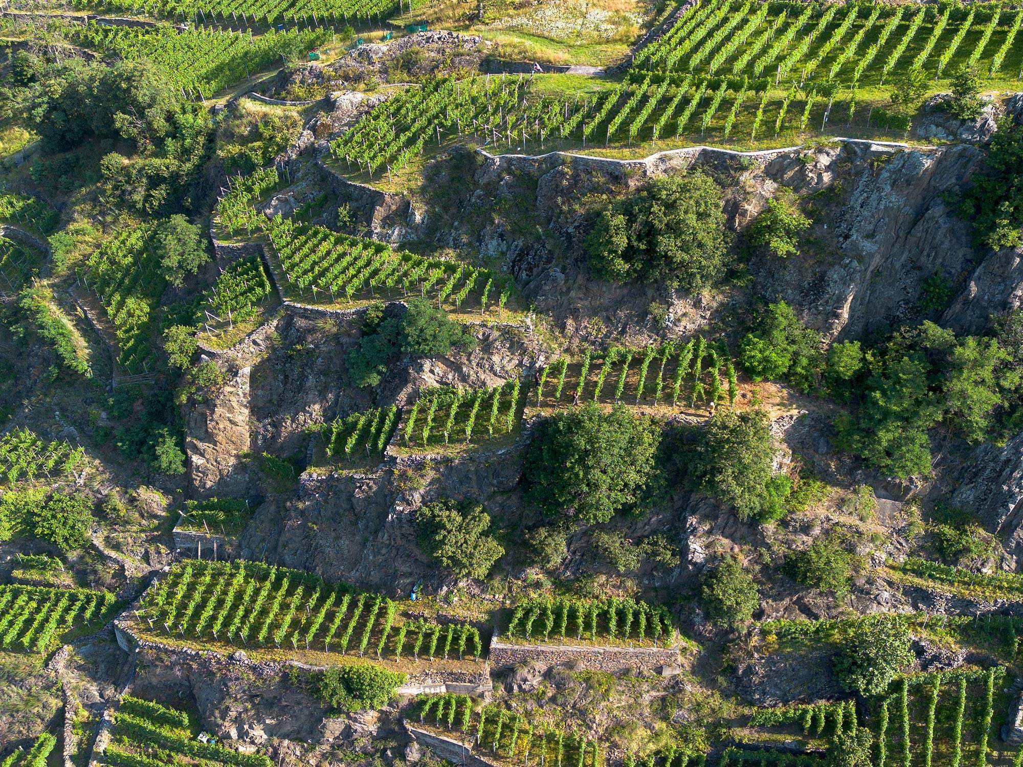 Cantina Menegola